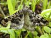 Isturgia tennoa